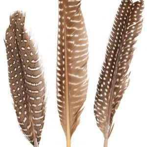Veren bruin met stipjes 18-20cm - 20 st.