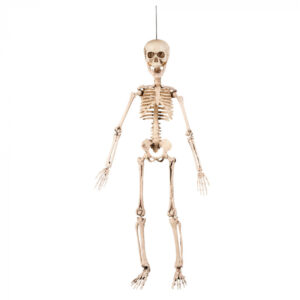 Beweegbaar Skelet 50cm