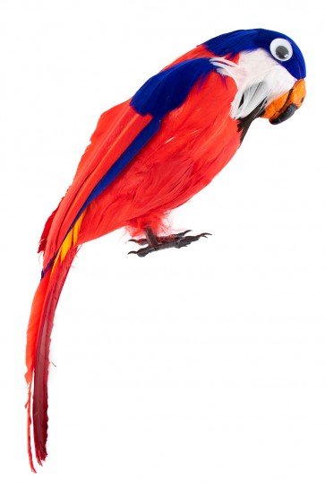 Papegaai bont - 40cm