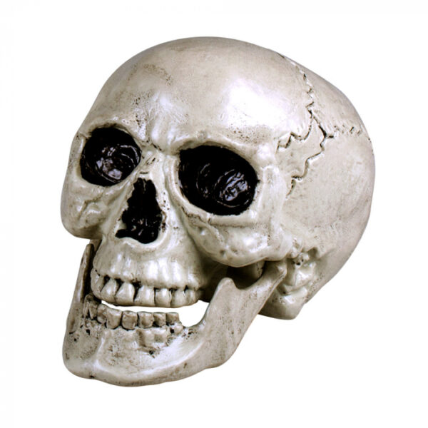 Skull Maxilla beweegbare kaak 20x15cm