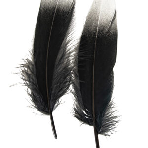 Ganzenveer zwart met zilveren tip